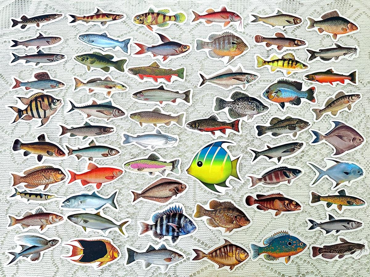 Fish Sticker Pack, Realistic Freshwater Saltwater Fish Stickers for ...