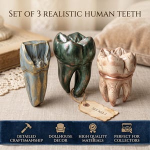 Anatomical Dental Collection: Set of 3 Realistic Human Teeth 3D STL Models