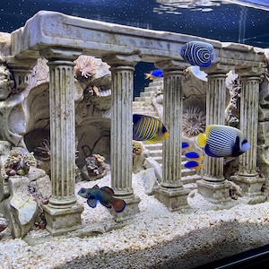 Peut inclure: Un ornement d'aquarium décoratif représentant une structure en pierre beige vieillie avec des colonnes classiques et des escaliers. Plusieurs poissons tropicaux colorés, dont des poissons-anges bleus et jaunes, nagent autour des ruines sur un sable.