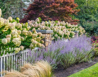 Hortensje w połączeniu z białym płotem i kamienną kolumną w Harwich, Cape Cod