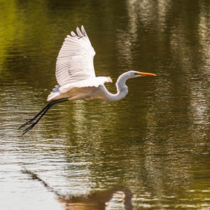 Reiher im Flug über Hyannis Cape Cod Marsh