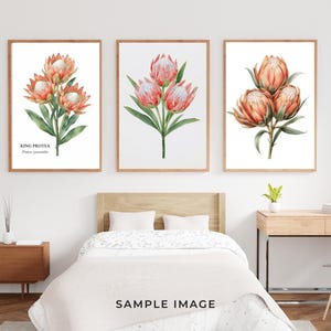 Op de afbeelding: Drie ingelijste botanische prints met aquarel illustraties van King Protea bloemen. De prints tonen de bloemen in tinten oranje, roze en groen, tegen een witte achtergrond. De frames zijn van hout.