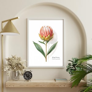 Op de afbeelding: Een ingelijste aquarelprint van een King Protea bloem, met een grote, stekelige bloem in roze, oranje en gele tinten. De print bevat groene bladeren en de tekst "King Protea" en "Protea cynaroides".