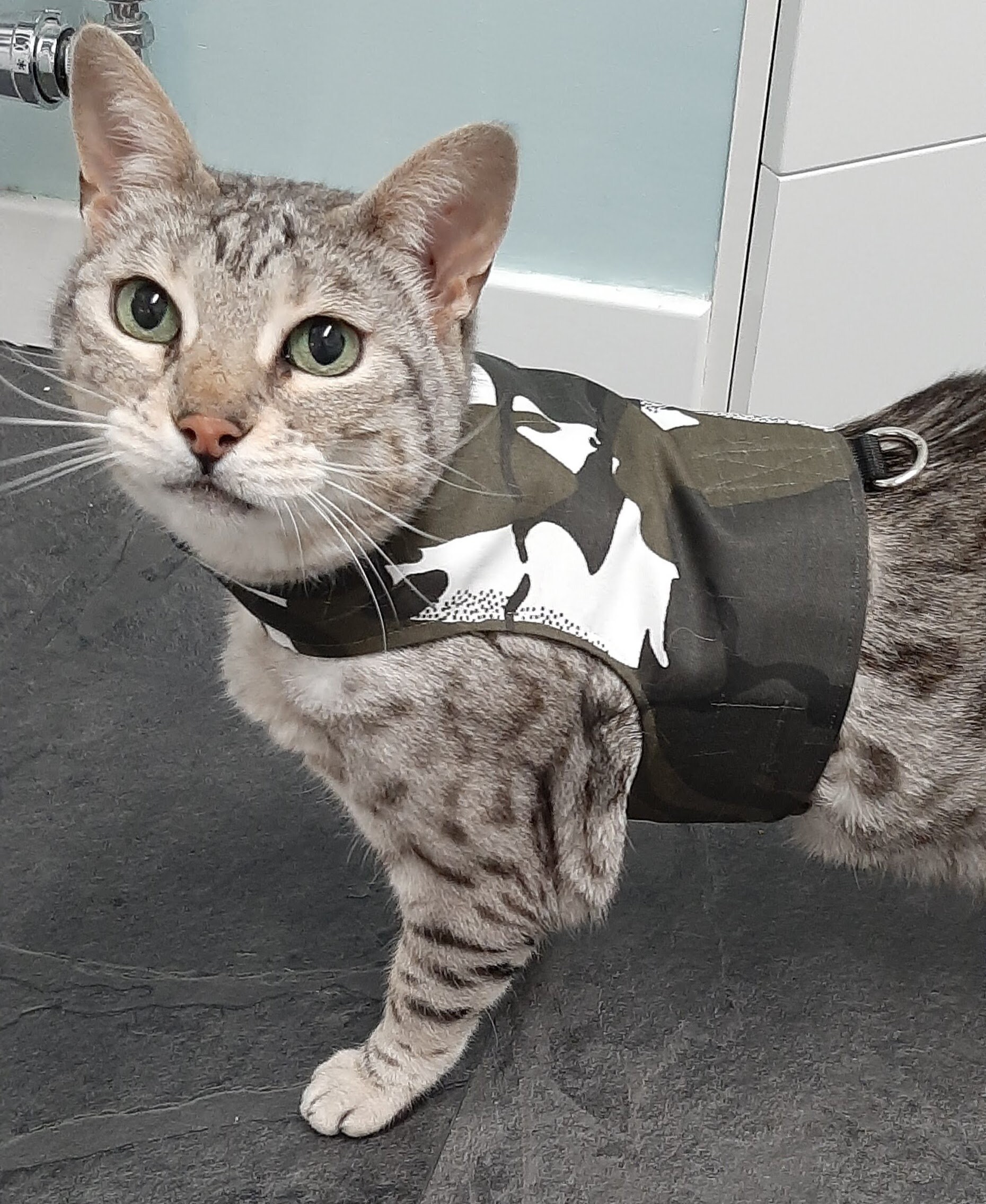 Custom Made To Order Cat Walking Jacket / Harness by Land Etsy