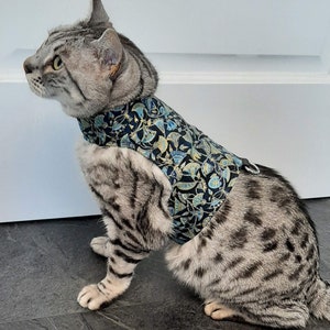 May include: A silver tabby cat wearing a blue and black floral patterned harness. The harness has a black strap and a silver metal ring.