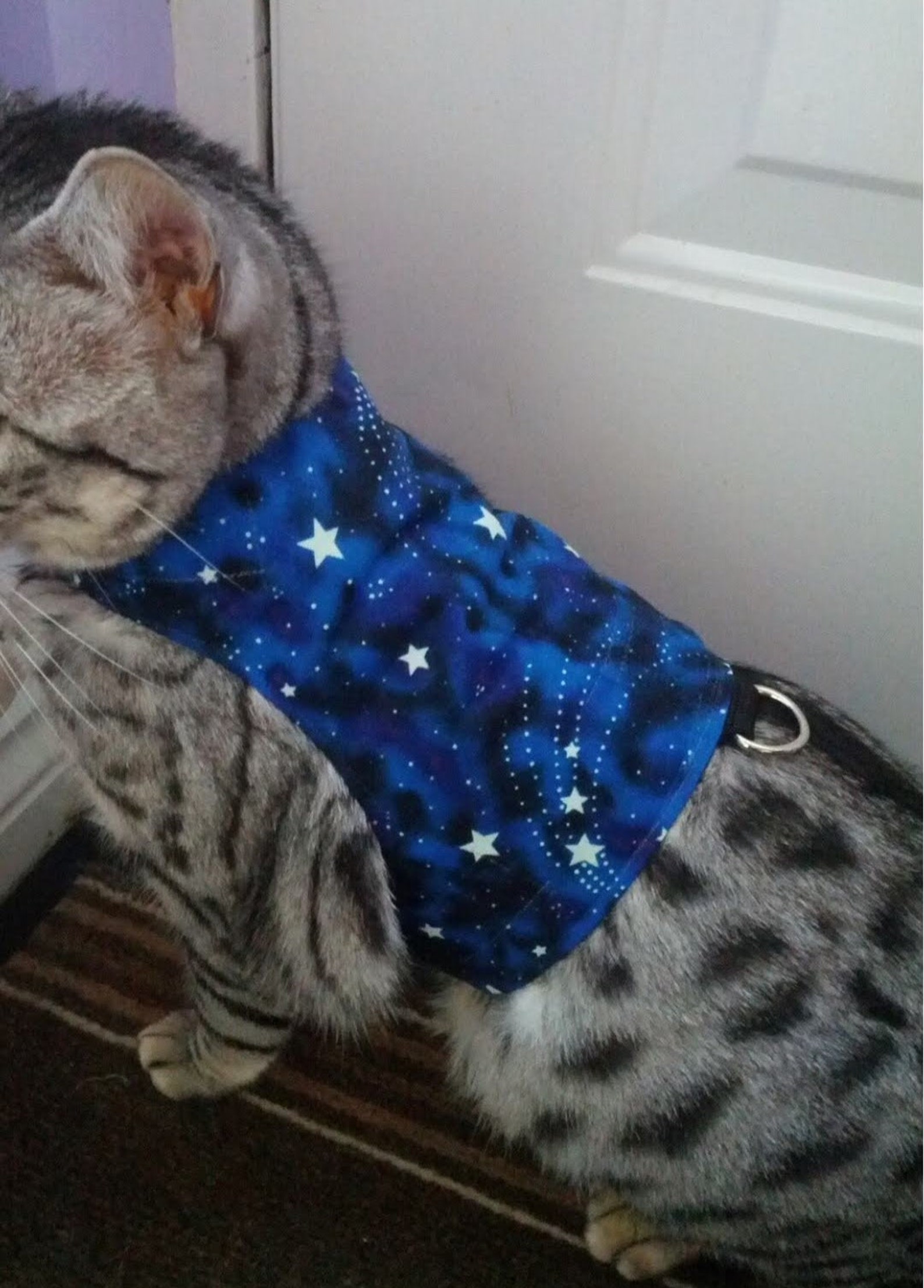 Custom Made To Order Cat Walking Jacket / Harness by Land Etsy