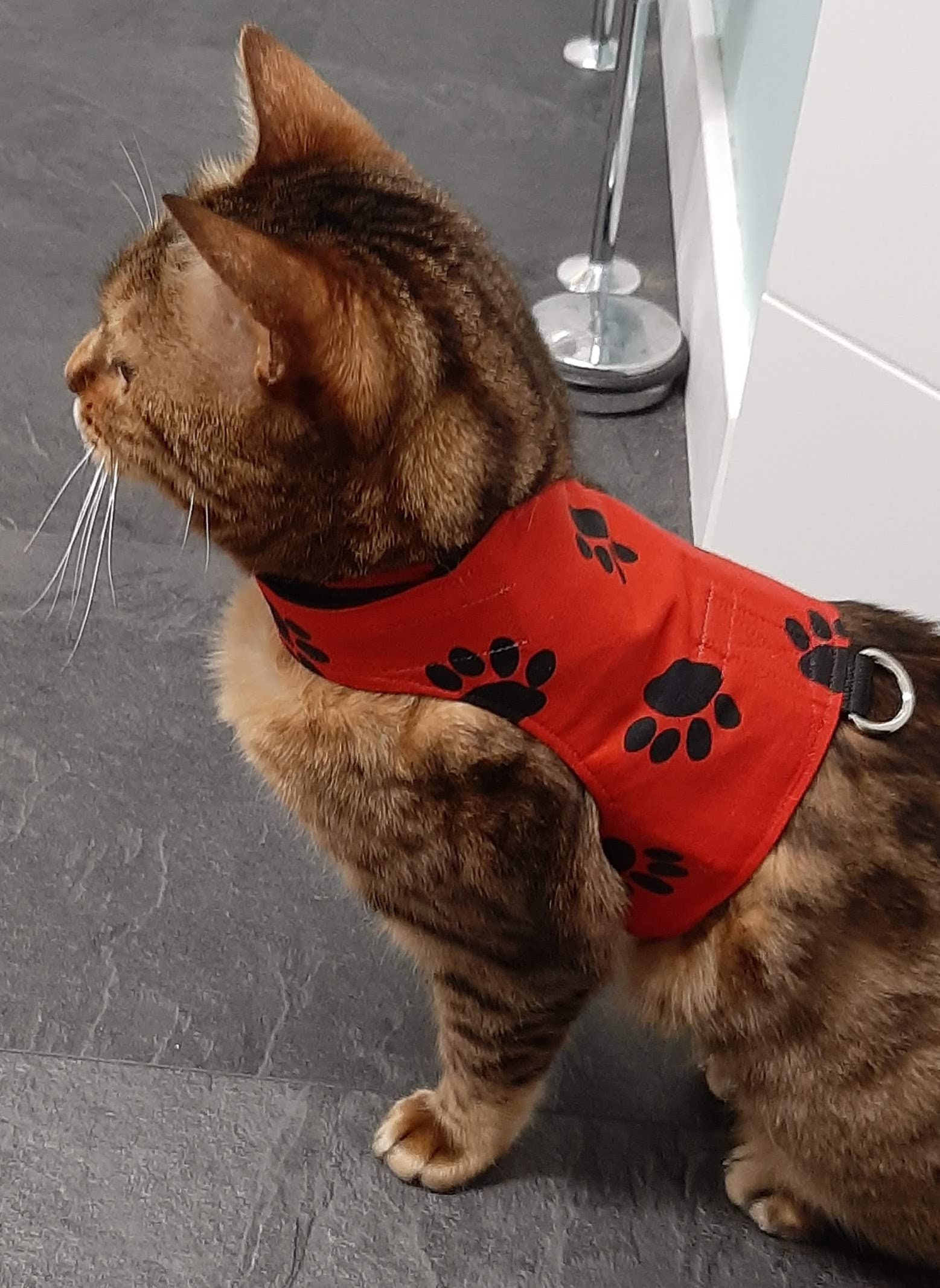 Custom Made To Order Cat Walking Jacket / Harness by Land Etsy
