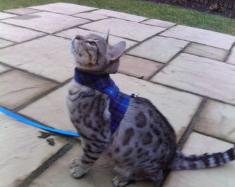 Custom -  Made To Order- Cat Harness / Walking Jacket by Land O' Burns Bengals ROYAL BLUE TARTAN - Contact me for Custom Size