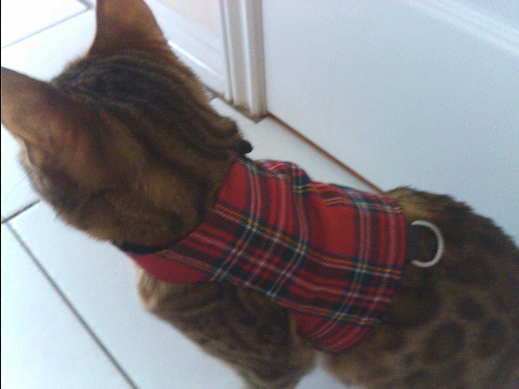 Custom Made to Order Cat Walking Jacket / Harness by Land Etsy UK