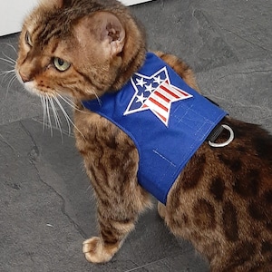 May include: A brown tabby cat wearing a blue cat harness with a white star and red and white stripes. The star has five points and the stripes are reminiscent of the American flag.