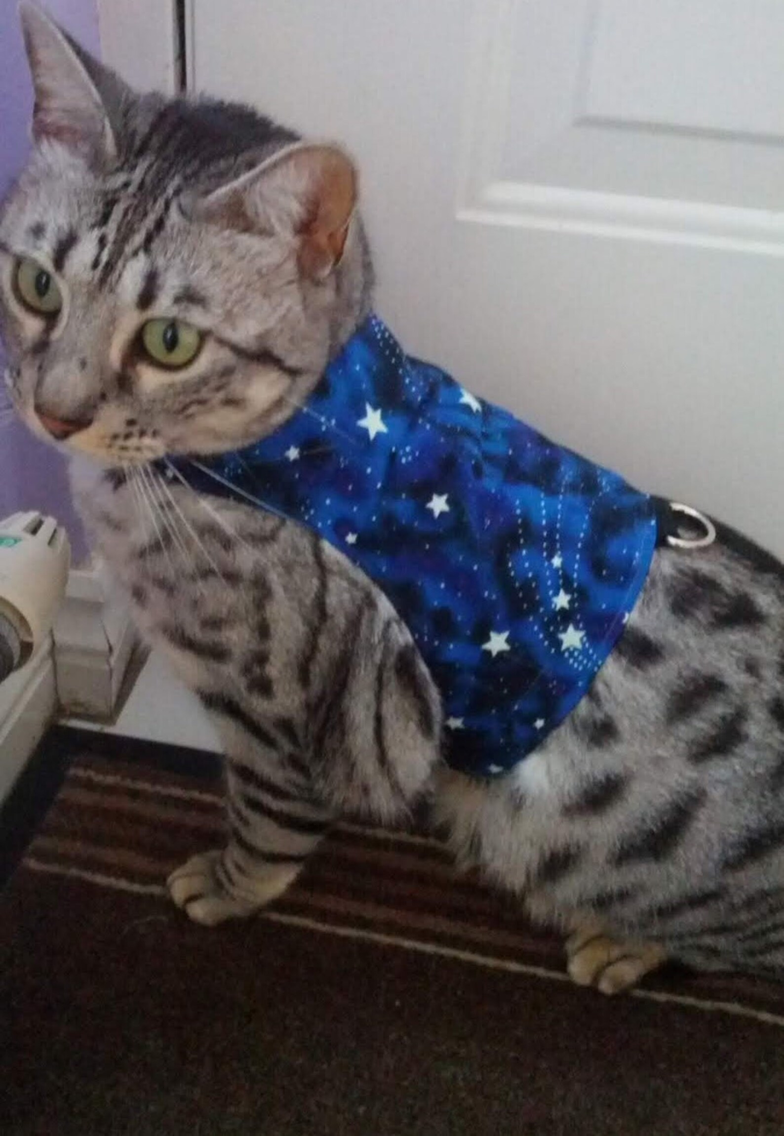 Custom Made To Order Cat Walking Jacket / Harness by Land Etsy