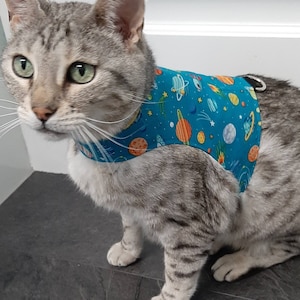 Könnte beinhalten: Eine graue getigerte Katze trägt ein blaues und orangefarbenes Weltraum-geschmücktes Geschirr mit einer silbernen Schnalle.