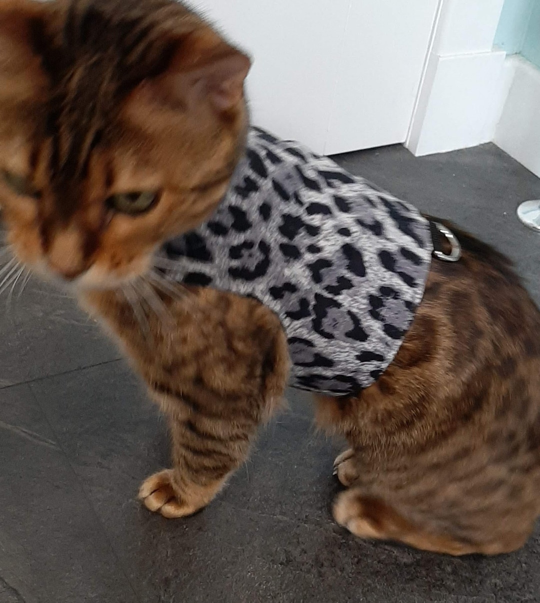 Custom Made to Order Cat Harness / Walking Jacket by Land O' Burns