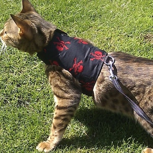 May include: A brown tabby cat wearing a black harness with a red skull and crossbones pattern. The harness is attached to a black lead.