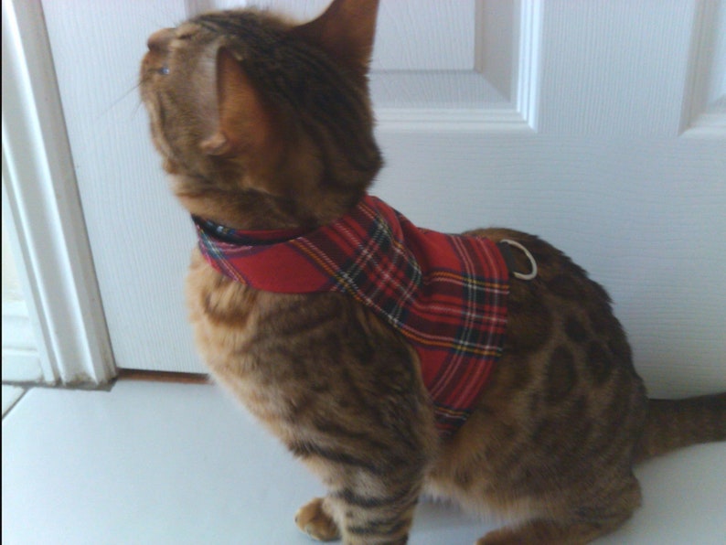 Custom Made to Order Cat Walking Jacket / Harness by Land Etsy UK