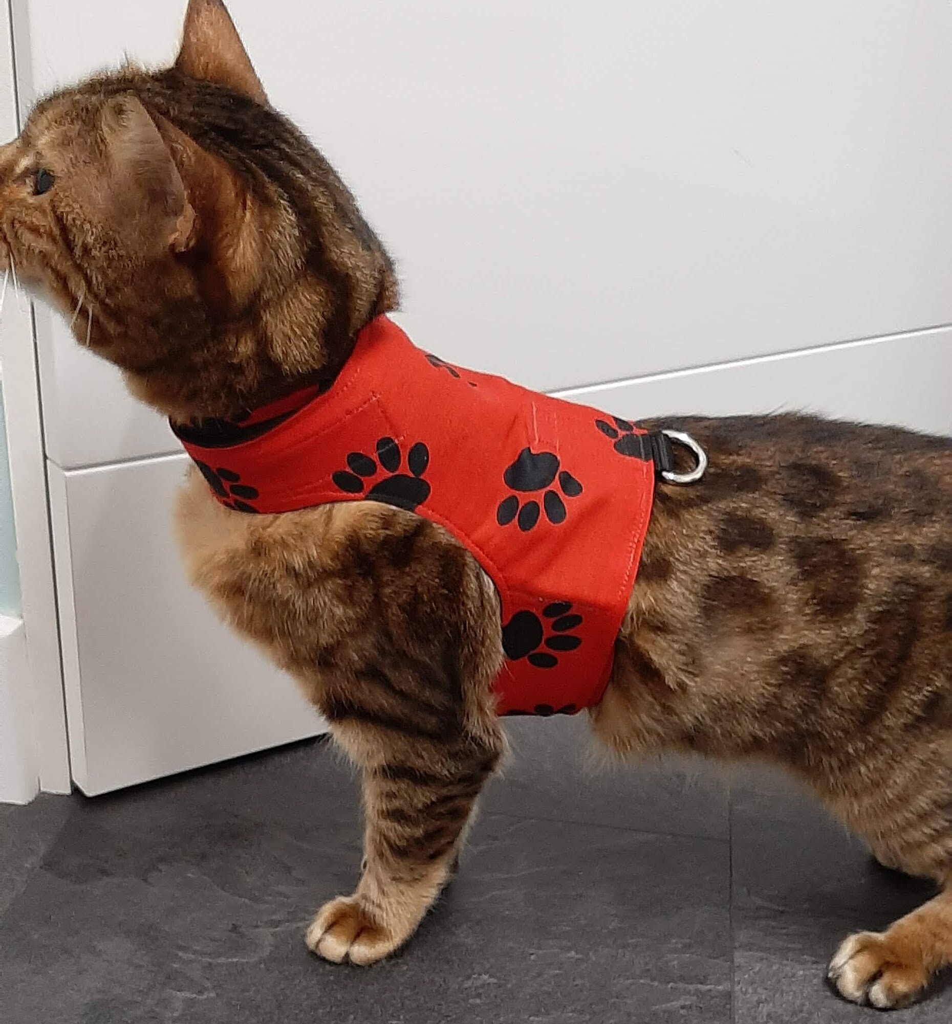 Custom Made To Order Cat Walking Jacket / Harness by Land Etsy