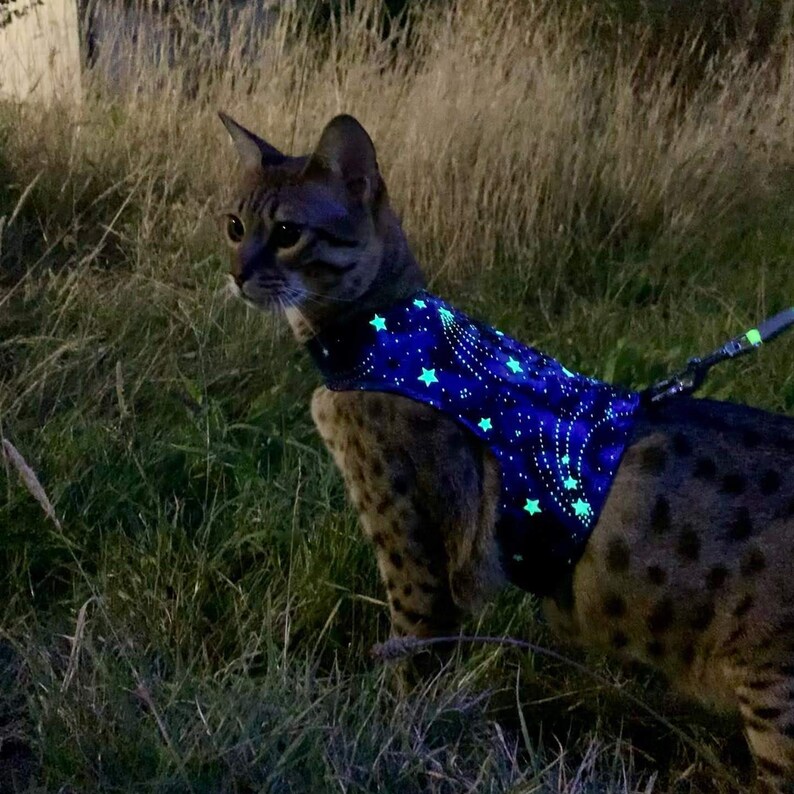 Custom Made to Order Cat Walking Jacket / Harness by Land Etsy