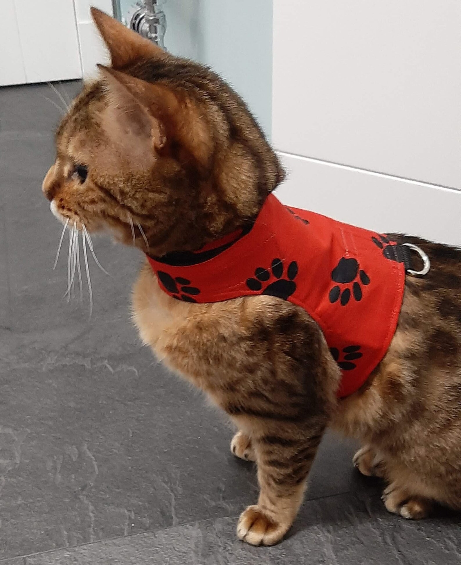 Custom Made To Order Cat Walking Jacket / Harness by Land Etsy