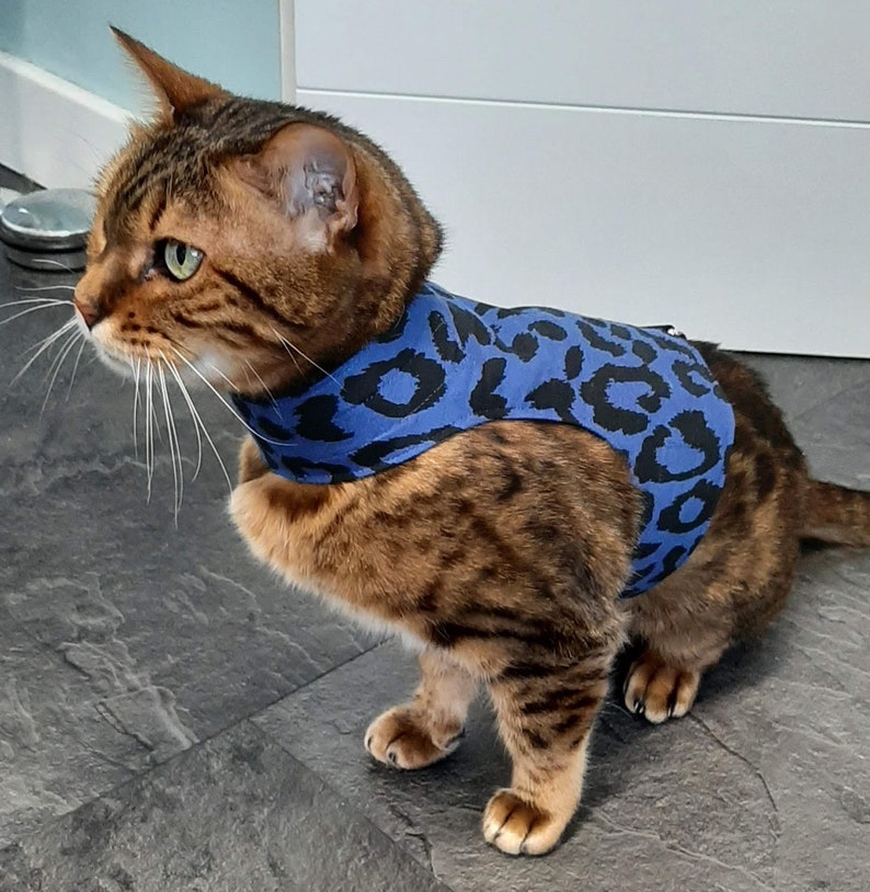 cat walking jacket