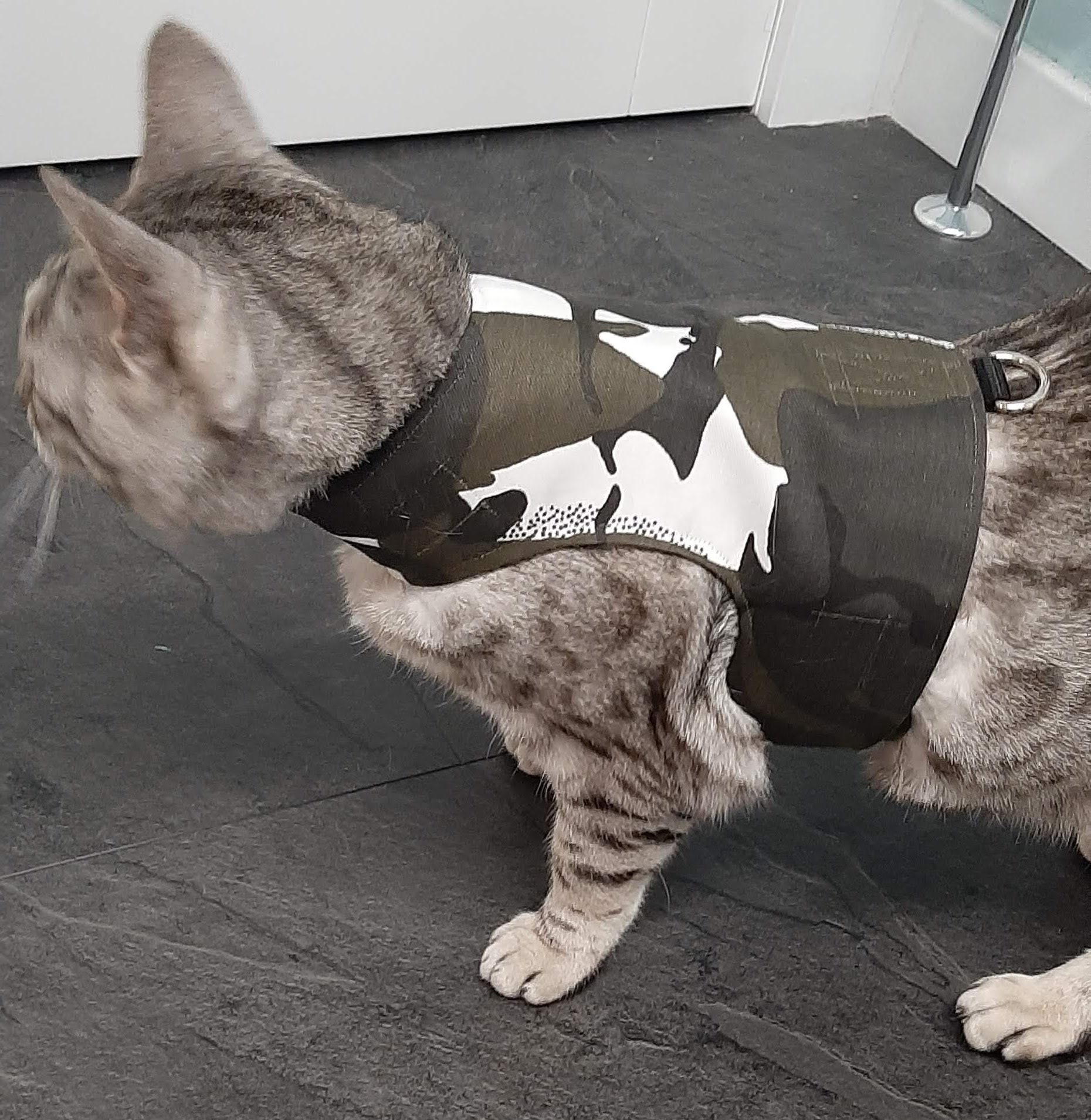 Custom Made To Order Cat Walking Jacket / Harness by Land Etsy