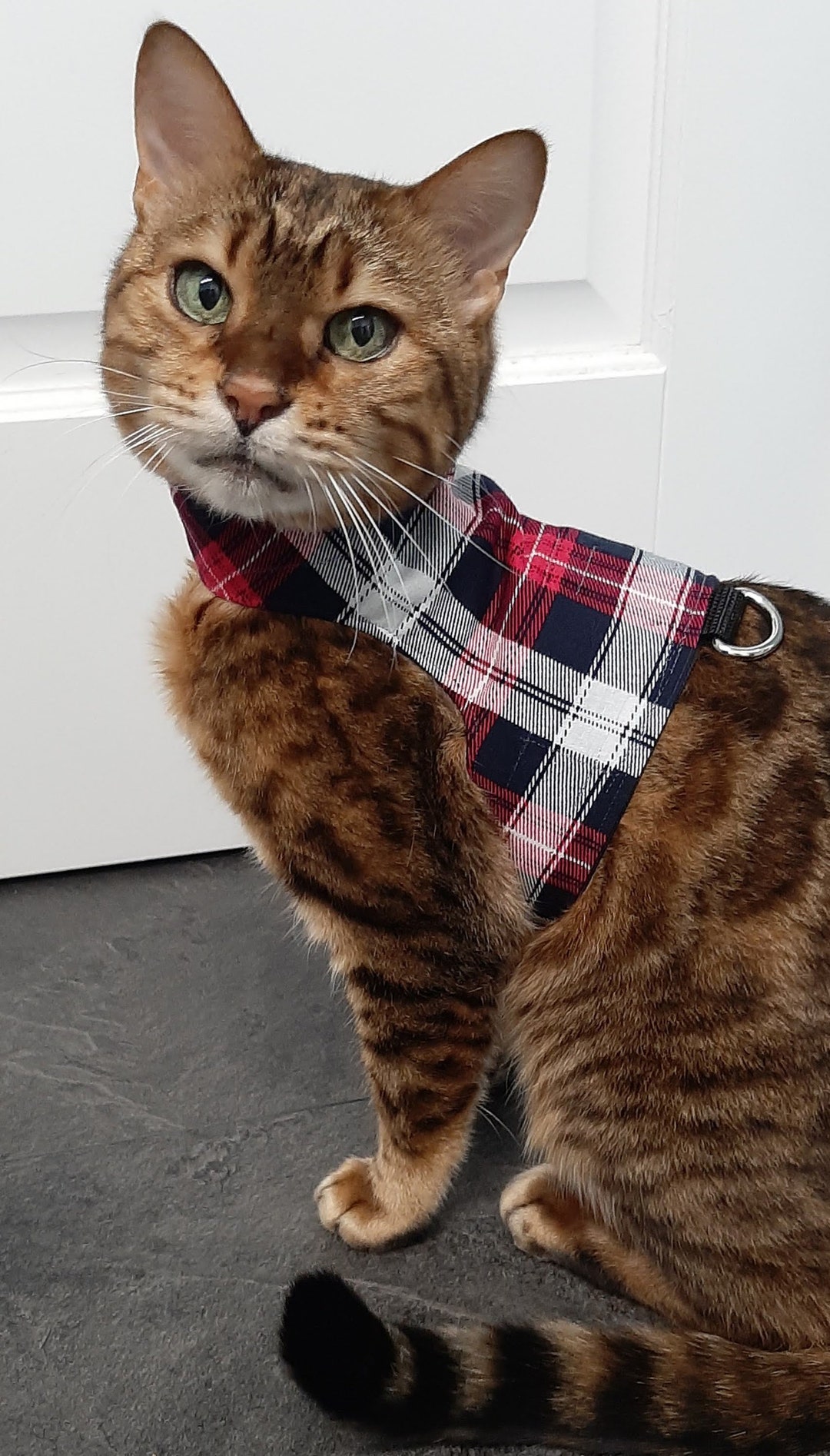 Custom Made to Order Cat Harness / Walking Jacket by Land O' Burns