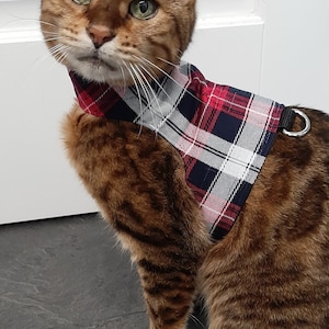 May include: A brown tabby cat wearing a red, white and blue plaid harness. The harness has a metal ring for attaching a lead.
