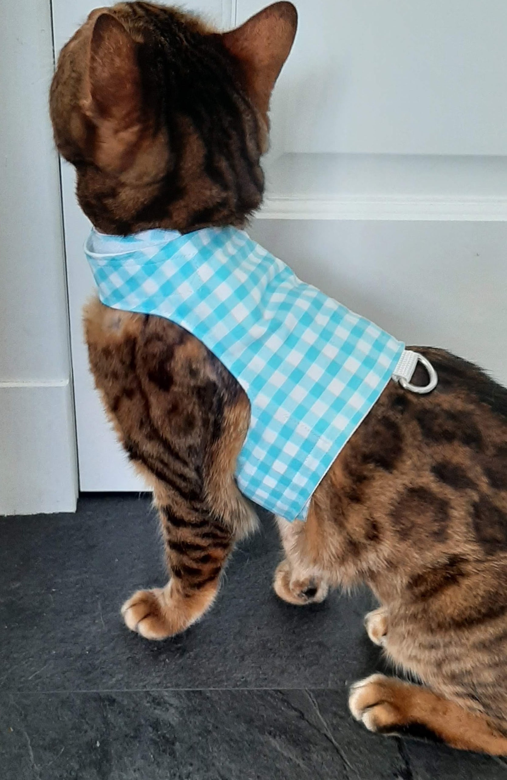 Summer Collection Made To Order Cat Walking Jacket / Etsy