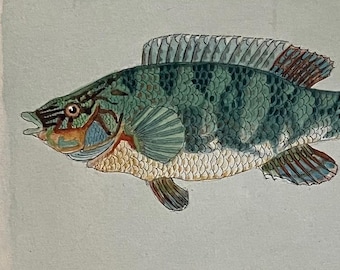 May include: A detailed illustration of a fish, showcasing a blend of teal, green, and brown hues. The fish features intricate scale patterns, fins, and a detailed eye, set against a pale blue background. The artwork appears to be a vintage botanical illustration.