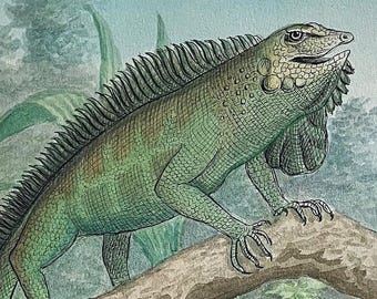 Ilustración de iguana en acuarela / Hoja de manuscrito zoológico con texto / Historia natural (Nyborg, c. 1890)