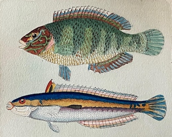 May include: Watercolor illustration of two colorful fish. The top fish is green with red and pink accents, while the bottom fish has a blue, orange, and white body. Both fish have detailed fins and scales, set against a light background.
