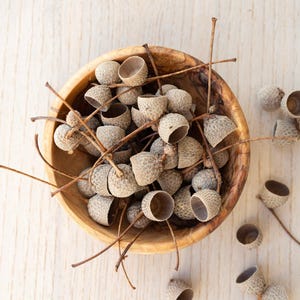 Natural Acorn Caps for Crafting | Autumn DIY Decor | Bowl Filler, Potpourri