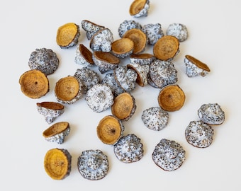 25 capsule di baccelli di eucalipto: materiale per artigianato botanico per decorazioni rustiche, pot-pourri, riempitivo per vasi