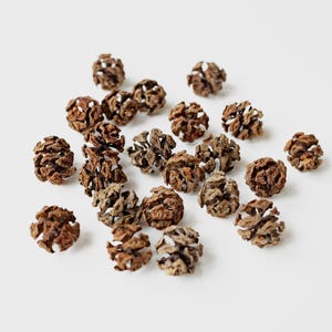 Könnte beinhalten: Eine Ansammlung kleiner, brauner, kugelförmiger Objekte mit strukturierter, stacheliger Oberfläche und weißen Akzenten. Die Objekte liegen auf einer weißen Oberfläche, was eine natürliche, organische Ästhetik erzeugt. Geeignet für Dekoration oder Bastelarbeiten.