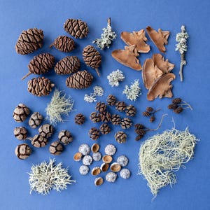 Può includere: Un assortimento di elementi naturali, tra cui pigne marroni di varie dimensioni, piccole ghiande e funghi secchi, è disposto su uno sfondo blu. Rametti di licheni verde chiaro e ramoscelli secchi aggiungono consistenza e colore alla composizione. Adatto per lavori artigianali o decorativi.