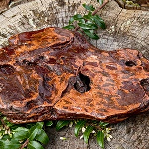 May include: A unique, irregularly shaped, dark brown wooden object with reddish-orange highlights. The wood has a textured surface with natural holes and is displayed on a weathered tree stump with green foliage.