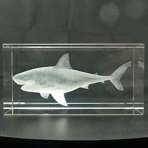 3D Subsurface Engraved K9 Crystal Cube - Shark