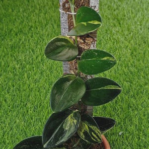 Puede incluir: Una planta Hoya variegada con hojas verde oscuro en forma de corazón con salpicaduras crema y amarillas. La planta crece verticalmente, apoyada por un tutor de musgo envuelto en alambre, y está en una maceta color terracota.