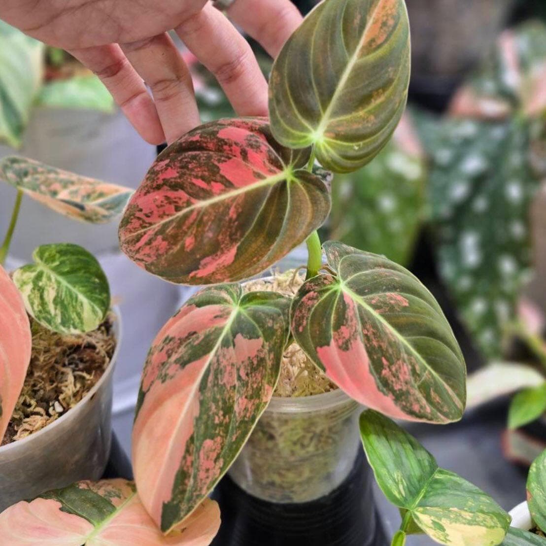 Philodendron micans - Etsy 日本