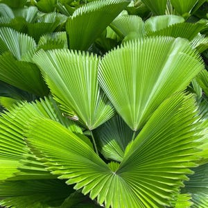 Puede incluir: Un grupo de hojas de palmera abanico de color verde vibrante con una textura plisada distintiva y bordes dentados. El follaje está dispuesto en un patrón denso y superpuesto, mostrando la simetría radial y las venas profundas de cada hoja.