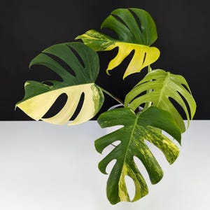 Aurea marmorata - Etsy 日本