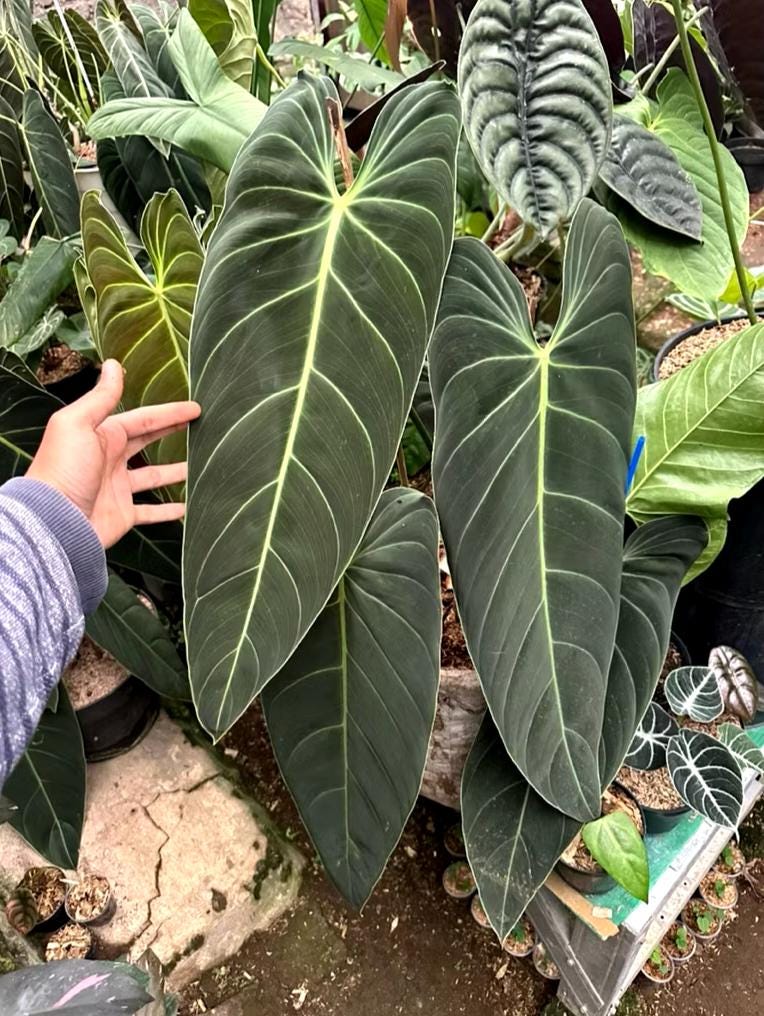 Philodendron splendid - Etsy 日本