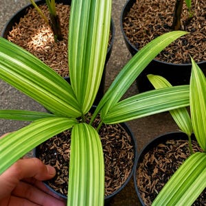 Lipstick Palm Variegated ( Cyrtostachys renda )  | Free Phyto Certificate