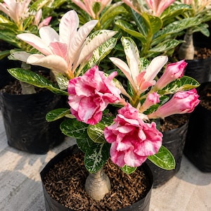 Op de afbeelding: Een Adenium-plant in een pot met gefranjerde, meerlaagse roze en wit gevlekte bloemen. De plant heeft een dikke, bolvormige caudex-basis en glanzende groene bladeren met witte variatie, groeiend in een zwarte plastic kweekcontainer.
