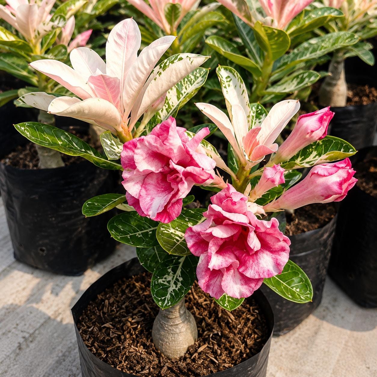 Adenium - Etsy 日本
