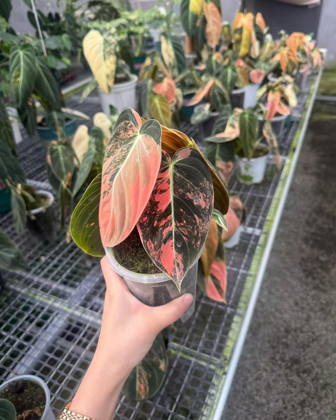 Philodendron erubescens - Etsy 日本