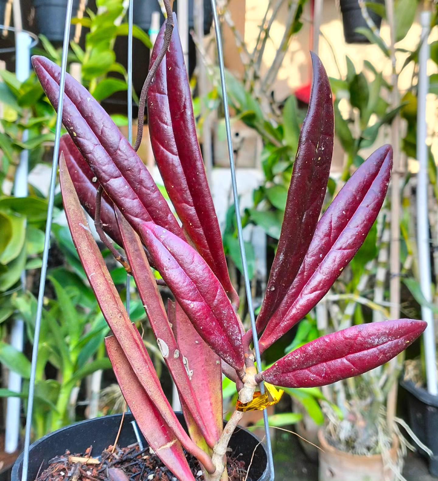 Hoya sulawesiana - Etsy 日本