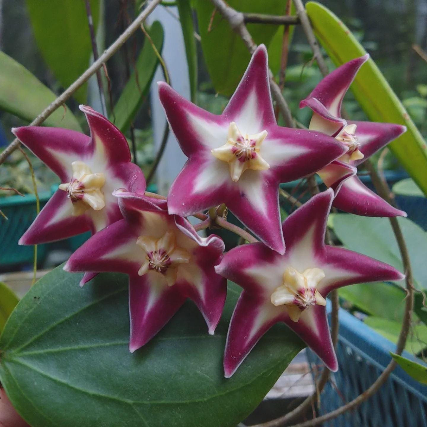 Hoya stenakei - Etsy 日本