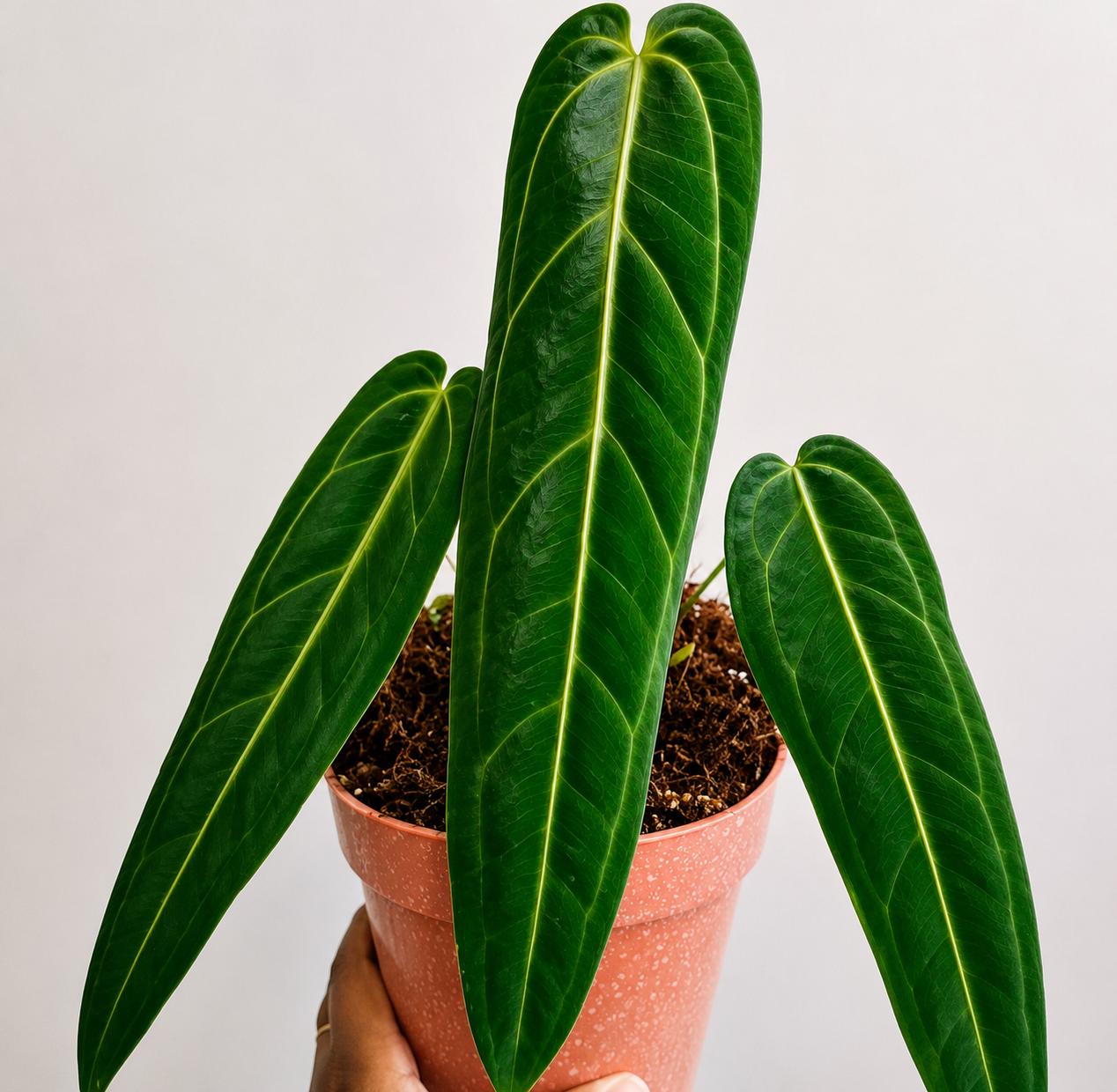 Rare anthurium - Etsy 日本