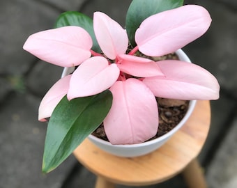 Puede incluir: Una planta Philodendron Pink Princess en una maceta blanca, con una mezcla de hojas de color verde oscuro sólido y hojas de color rosa claro sólido. La planta tiene un crecimiento compacto con tallos que irradian desde el centro, en tierra oscura.