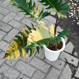 REAL PICTURE Philodendron Caramel Marble Variegated Big Size | Free Phyto Certificate